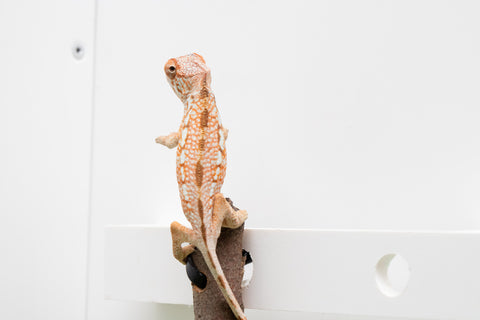 Ambanja From "Claude Rains" x "Small Fry" - Hatched April - May 2026 - Female #3