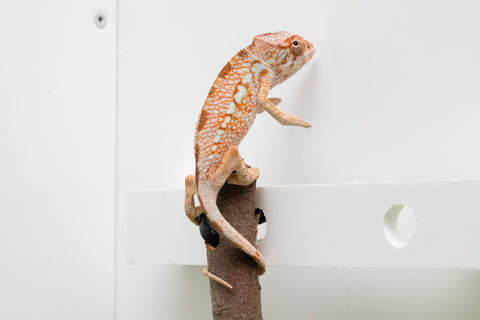 Ambanja From "Claude Rains" x "Small Fry" - Hatched April - May 2026 - Female #3