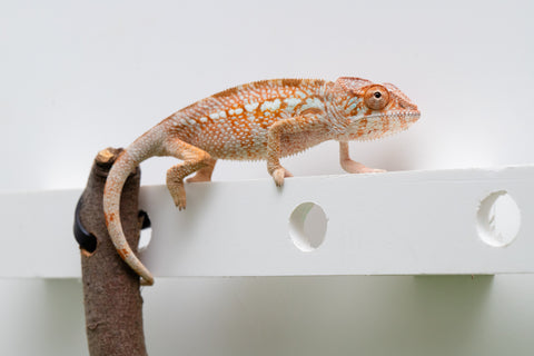 Ambanja From "Claude Rains" x "Small Fry" - Hatched April - May 2026 - Female #3
