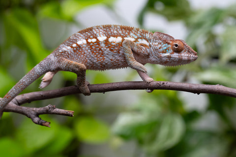Ambanja From "Claude Rains" x "Small Fry" - Hatched April - May 2026 - Female #4