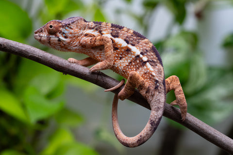 Ambanja From "Claude Rains" x "Small Fry" - Hatched April - May 2026 - Female #5