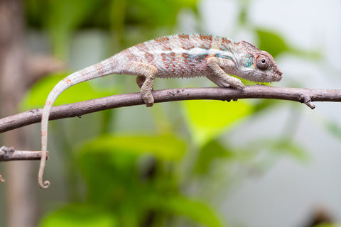 Ambanja From "Claude Rains" x "Small Fry" - Hatched April - May 2026 - Male #1