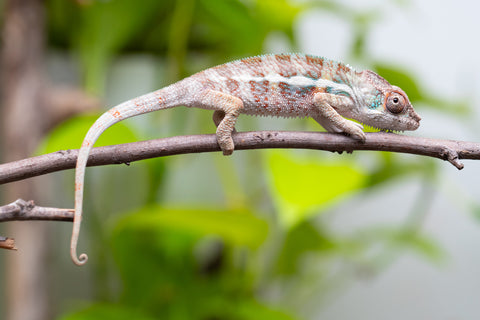Ambanja From "Claude Rains" x "Small Fry" - Hatched April - May 2026 - Male #1