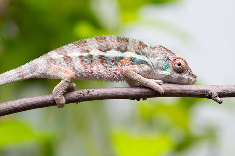 Ambanja From "Claude Rains" x "Small Fry" - Hatched April - May 2026 - Male #1