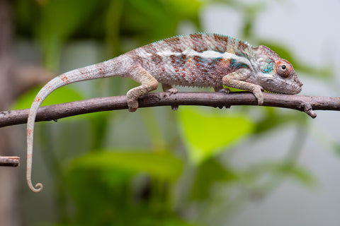 Ambanja From "Claude Rains" x "Small Fry" - Hatched April - May 2026 - Male #1