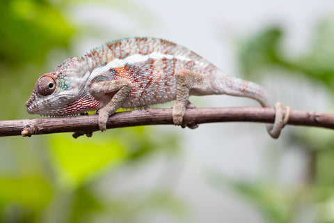 Ambanja From "Claude Rains" x "Small Fry" - Hatched April - May 2026 - Male #1