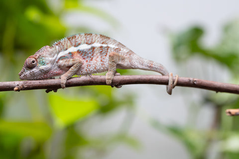 Ambanja From "Claude Rains" x "Small Fry" - Hatched April - May 2026 - Male #1