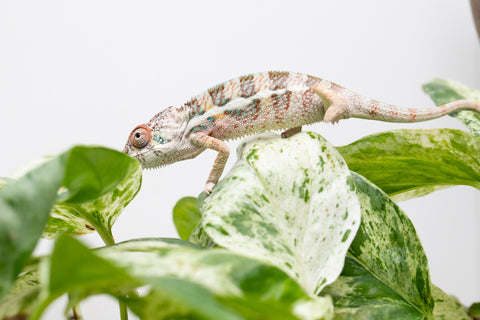 Ambanja From "Claude Rains" x "Small Fry" - Hatched April - May 2026 - Male #1