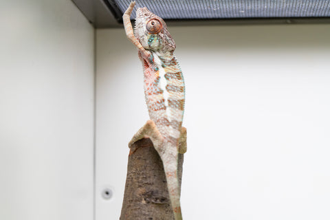 Ambanja From "Claude Rains" x "Small Fry" - Hatched April - May 2026 - Male #1