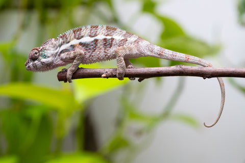 Ambanja From "Claude Rains" x "Small Fry" - Hatched April - May 2026 - Male #1
