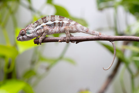 Ambanja From "Claude Rains" x "Small Fry" - Hatched April - May 2026 - Male #1
