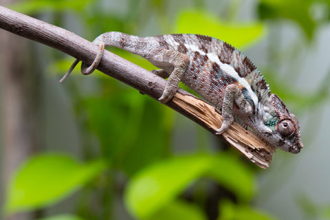 Ambanja From "Claude Rains" x "Small Fry" - Hatched April - May 2026 - Male #1
