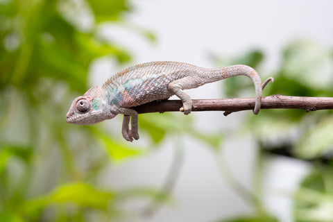 Ambanja From "Claude Rains" x "Small Fry" - Hatched April - May 2026 - Male #2
