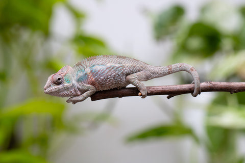 Ambanja From "Claude Rains" x "Small Fry" - Hatched April - May 2026 - Male #2