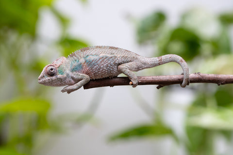 Ambanja From "Claude Rains" x "Small Fry" - Hatched April - May 2026 - Male #2