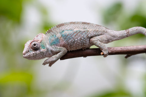 Ambanja From "Claude Rains" x "Small Fry" - Hatched April - May 2026 - Male #2