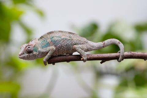 Ambanja From "Claude Rains" x "Small Fry" - Hatched April - May 2026 - Male #2