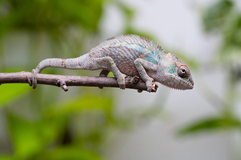 Ambanja From "Claude Rains" x "Small Fry" - Hatched April - May 2026 - Male #2