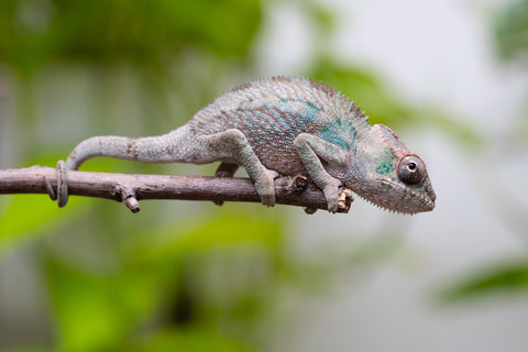 Ambanja From "Claude Rains" x "Small Fry" - Hatched April - May 2026 - Male #2