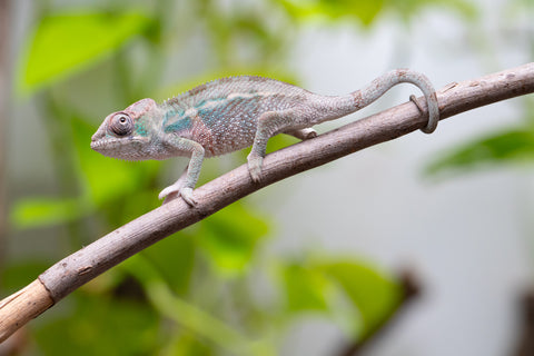 Ambanja From "Claude Rains" x "Small Fry" - Hatched April - May 2026 - Male #2