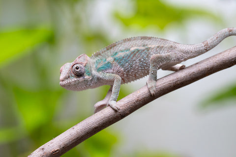 Ambanja From "Claude Rains" x "Small Fry" - Hatched April - May 2026 - Male #2