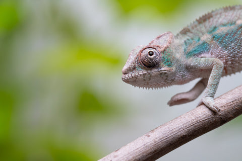 Ambanja From "Claude Rains" x "Small Fry" - Hatched April - May 2026 - Male #2