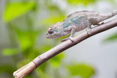 Ambanja From "Claude Rains" x "Small Fry" - Hatched April - May 2026 - Male #2