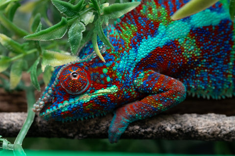 Pre-Order: PREMIERE Ambanja Group from "Claude Rains" x "Small Fry" - Hatched: September 2025 - Ready to Ship: November - December