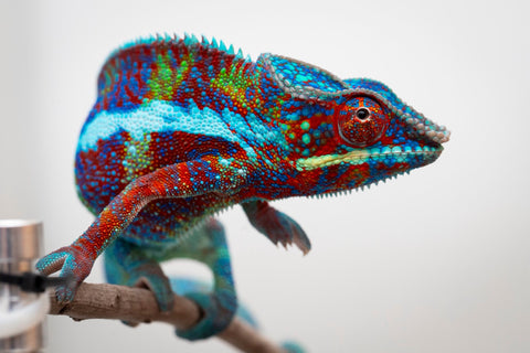 Pre-Order: PREMIERE Ambanja Group from "Claude Rains" x "Small Fry" - Hatched: September 2025 - Ready to Ship: November - December