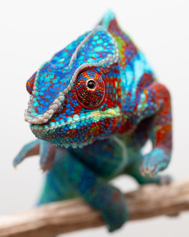 Pre-Order: PREMIERE Ambanja Group from "Claude Rains" x "Small Fry" - Hatched: September 2025 - Ready to Ship: November - December