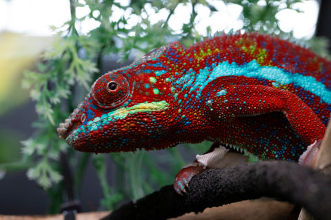 Pre-Order: PREMIERE Ambanja Group from "Claude Rains" x "Small Fry" - Hatched: September 2025 - Ready to Ship: November - December
