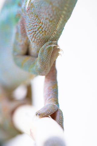 Holdbacks/Individuals - RTB-Age Nosy Be offspring from "Data" x "Yukie Amane" - Hatched March 2023 - Female #3