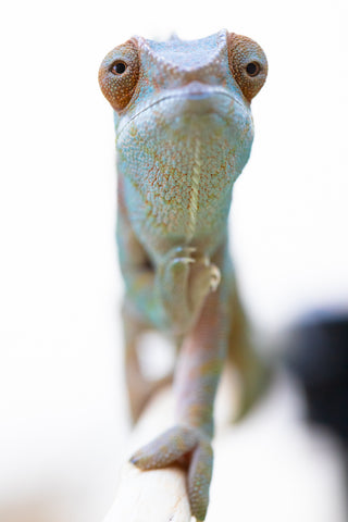Holdbacks/Individuals - RTB-Age Nosy Be offspring from "Data" x "Yukie Amane" - Hatched March 2023 - Female #3