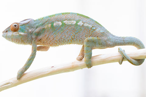 Holdbacks/Individuals - RTB-Age Nosy Be offspring from "Data" x "Yukie Amane" - Hatched March 2023 - Female #3