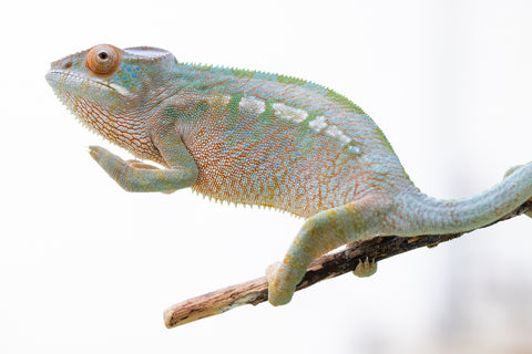 Holdbacks/Individuals - RTB-Age Nosy Be offspring from "Data" x "Yukie Amane" - Hatched March 2023 - Female #3