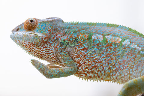 Holdbacks/Individuals - RTB-Age Nosy Be offspring from "Data" x "Yukie Amane" - Hatched March 2023 - Female #3