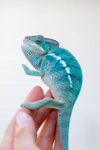 Holdbacks/Individuals - Nosy Be offspring from "Data" x "Yukie Amane" - Hatched March 2023 - Male #1