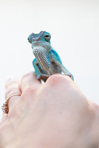 Holdbacks/Individuals - Nosy Be offspring from "Data" x "Yukie Amane" - Hatched March 2023 - Male #1