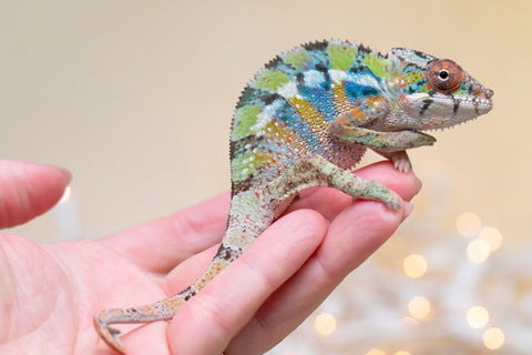 Holdbacks/Individuals: Ambilobe offspring from "Doro-amboahaolo" (AKA Firefox) x "Laza" (AKA Glory) - Hatched August 2025 - Male #1