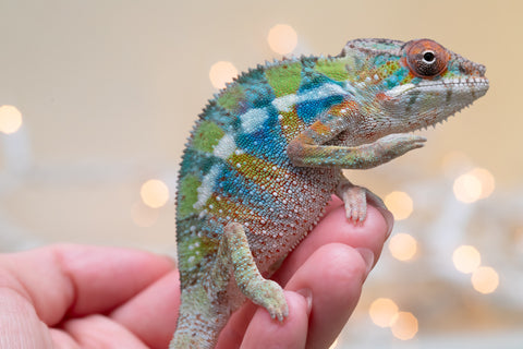 Holdbacks/Individuals: Ambilobe offspring from "Doro-amboahaolo" (AKA Firefox) x "Laza" (AKA Glory) - Hatched August 2025 - Male #1