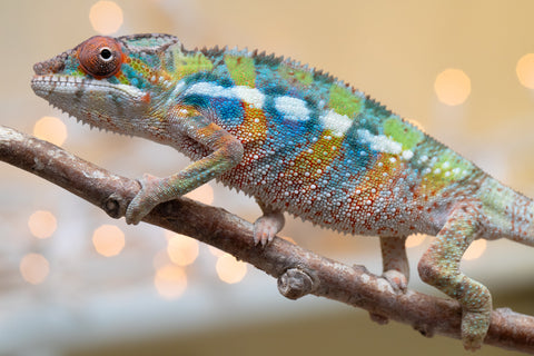 Holdbacks/Individuals: Ambilobe offspring from "Doro-amboahaolo" (AKA Firefox) x "Laza" (AKA Glory) - Hatched August 2025 - Male #1