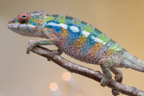 Holdbacks/Individuals: Ambilobe offspring from "Doro-amboahaolo" (AKA Firefox) x "Laza" (AKA Glory) - Hatched August 2025 - Male #1