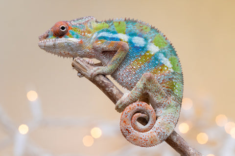 Holdbacks/Individuals: Ambilobe offspring from "Doro-amboahaolo" (AKA Firefox) x "Laza" (AKA Glory) - Hatched August 2025 - Male #1