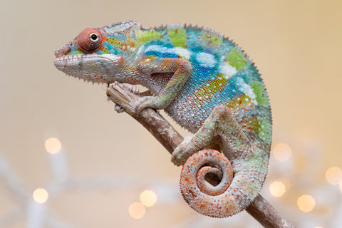 Holdbacks/Individuals: Ambilobe offspring from "Doro-amboahaolo" (AKA Firefox) x "Laza" (AKA Glory) - Hatched August 2025 - Male #1