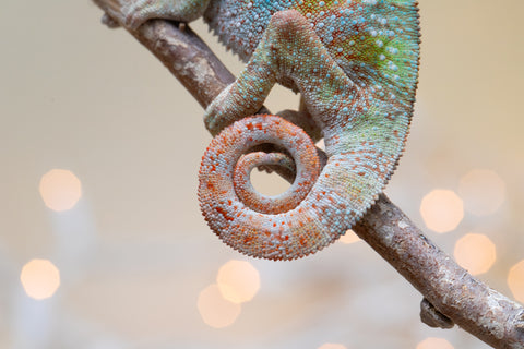 Holdbacks/Individuals: Ambilobe offspring from "Doro-amboahaolo" (AKA Firefox) x "Laza" (AKA Glory) - Hatched August 2025 - Male #1