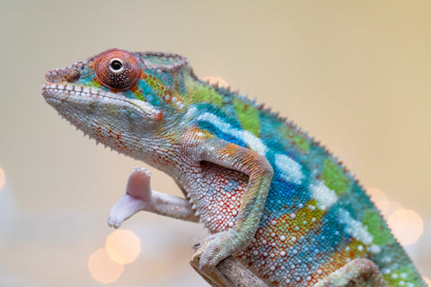 Holdbacks/Individuals: Ambilobe offspring from "Doro-amboahaolo" (AKA Firefox) x "Laza" (AKA Glory) - Hatched August 2025 - Male #1