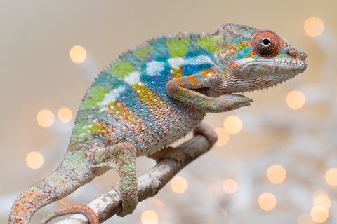 Holdbacks/Individuals: Ambilobe offspring from "Doro-amboahaolo" (AKA Firefox) x "Laza" (AKA Glory) - Hatched August 2025 - Male #1