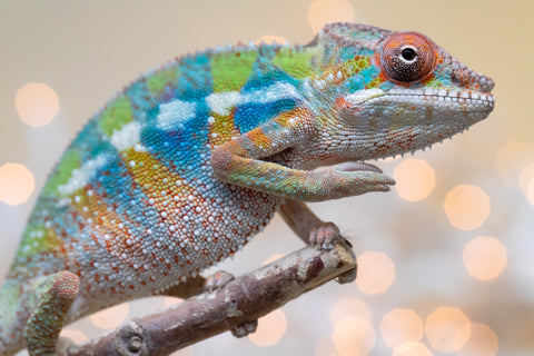 Holdbacks/Individuals: Ambilobe offspring from "Doro-amboahaolo" (AKA Firefox) x "Laza" (AKA Glory) - Hatched August 2025 - Male #1