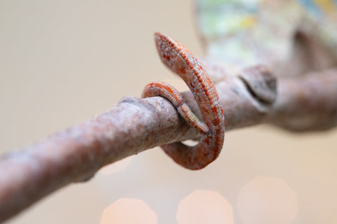 Holdbacks/Individuals: Ambilobe offspring from "Doro-amboahaolo" (AKA Firefox) x "Laza" (AKA Glory) - Hatched August 2025 - Male #1