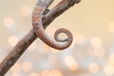 Holdbacks/Individuals: Ambilobe offspring from "Doro-amboahaolo" (AKA Firefox) x "Laza" (AKA Glory) - Hatched August 2025 - Male #1